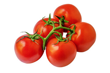 fresh organic soil tomatoes on branch isolated on white