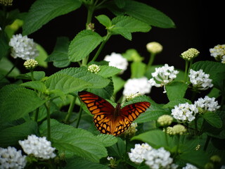 mariposa monarca