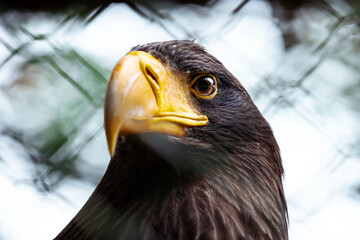 Riesenseeadler in einem Käfig in einem Greifvogelpark. Im Vordergrund sieht man verschwommen teilweisen den Käfigzaun. 