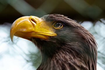 Riesenseeadler in einem Käfig in einem Greifvogelpark. Im Vordergrund sieht man verschwommen teilweisen den Käfigzaun. 