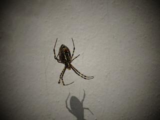 araña imperial