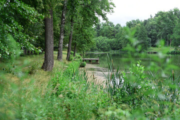 On the forest lake, surrounded by trees and reeds, the pollen of which floats near the shore, wooden bridges for swimming are made.