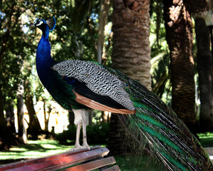 pav&atilde;o no banco de jardim