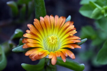 Orange-gelbe Blüte einer Mittagsblume