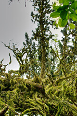 moss on tree branches