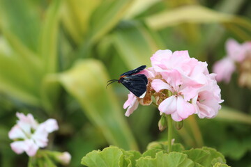 mariposa negra