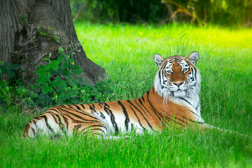 Majestic Siberian tiger resting in the grass - obrazy, fototapety, plakaty