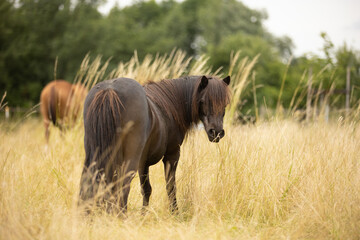Shetlandpony im hohen Gras