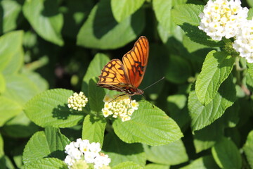 mariposa monarca