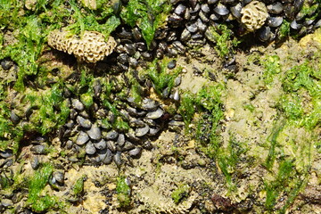 Moules sur rocher - Arcachon - Gironde - France