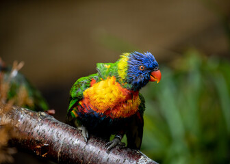 Beautifully vibrant and detailed lorikeets
