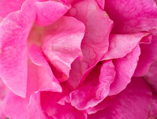 Pink rose petals texture background.