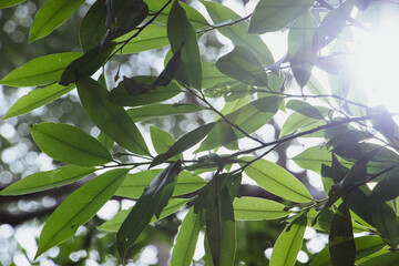 green leaves and sun