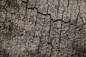 The big tree pattern in the forest,Texture and background.