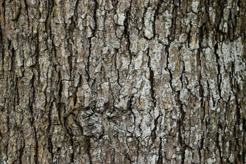 The big tree pattern in the forest,Texture and background.