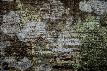 background Siamese neem tree ground texture image.