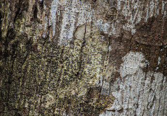 background Siamese neem tree ground texture image.