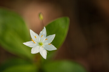 Eine weiße Blüte mit sieben Blütenblättern. Ein Siebenstern mit braunem Hintergrund.