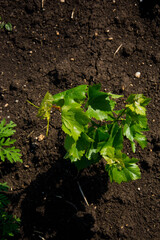Young vineyard