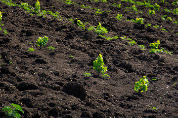 Young vineyard
