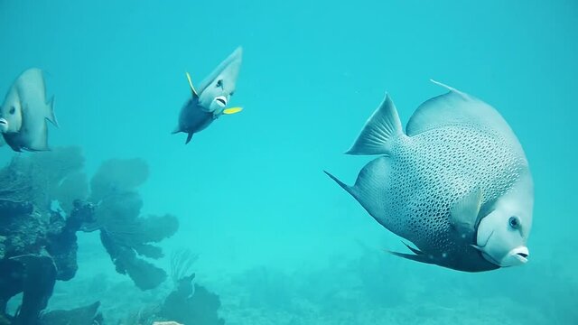 beautiful flat fish in the sea in slow motion
