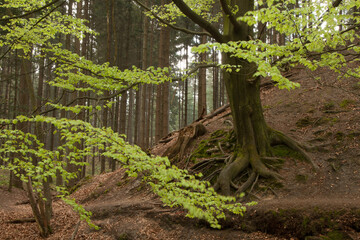 Eine alte Buche hält sich mit ihren dicken Wurzeln an einem Hang fest. Das frische, grüne Laub leucht