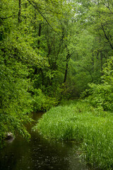 Ein Bach wird überwuchert mit saftig, grünen Bäumen und Sträuchern. Es regnet im Frühling.