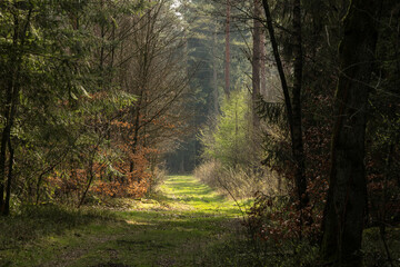 Ein mit Gras bewachsener Weg führt durch den Wald und wird von der Sonne beschienen.