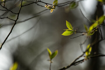 Die ersten zarten Blätter leuchten im Frühling.