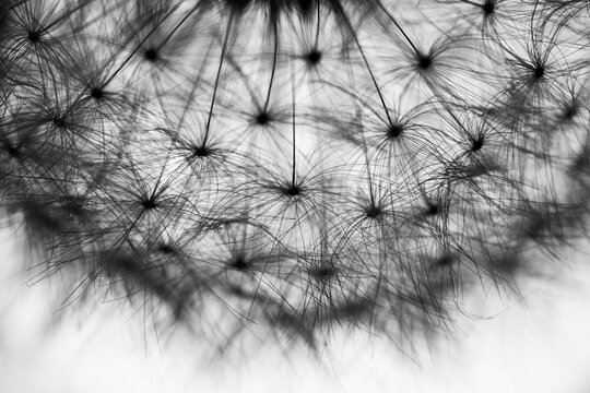 Close up of dandelion clock in black and white colors. 