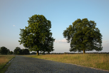 Zwei große, alte Bäume stehen am Rand eines Weges mit Kopfsteinpflaster vor blauem Himmel mit Wolken
