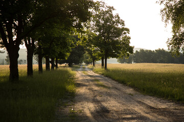 Eine Allee mit großen alten Bäumen säumt einen Sandweg und das Licht bricht sich durch die Zweige im Morgendunst.