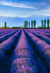 Plakat Lavender plantation at sunset in summer