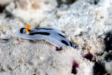The beautiful colors of nudibranches