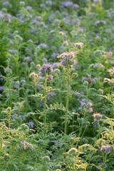 Lacy phacelia blooming field, flowers on dew in morning sun, vertical image.
