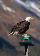 Bald Eagle brightly lit by sunlight while perched in the Kenai Peninsula in Seward Alaska USA