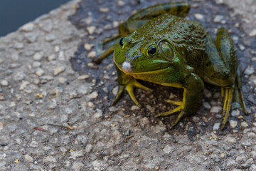 A cute American Bullfrog with warts and stripes on it's legs.