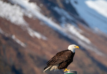 Bald Eagle brightly lit perching while in the Kenai Peninsula in Seward Alaska USA