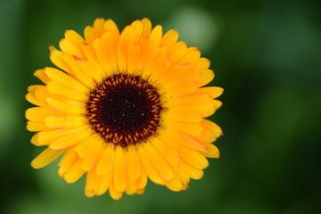 Orange calendula flower on bokeh green background. Space for text.