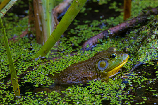 An American Bullfrog in a wetland with duck weed and tall grass on a summer day.