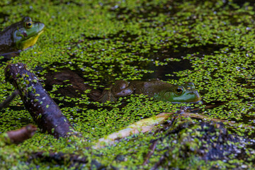 Two American Bullfrogs in a pond with duck weed in the summer.