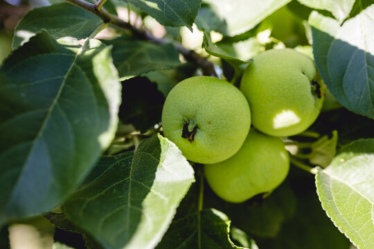 A Bunch Of Early Green Apples On An Apple Tree Branch