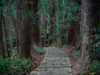 Fototapeta premium 熊野古道 