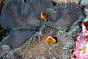 An anemone and it's Clown fish