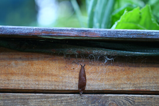 close up of a slug on the cabbage in the raised bed 