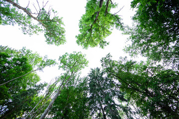 Baumspitzen, Im Schatten der Bäume, Blick von unten / Tree tops 