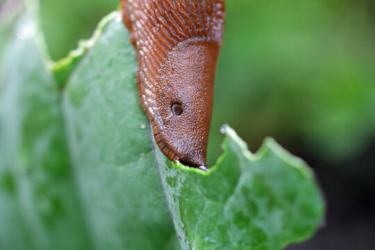 close up of a slug on the cabbage in the raised bed 