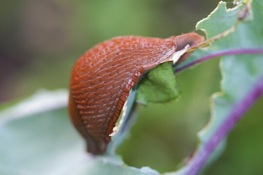 close up of a slug on the cabbage in the raised bed 