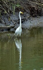 Egret at the beach