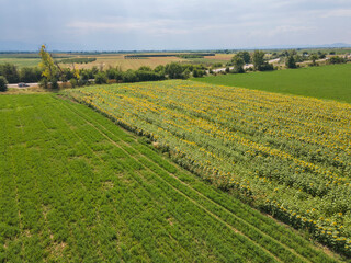 Aerial view of sunflower field near village of Tsalapitsa, Bulgaria